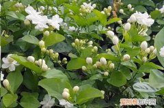 茉莉花花苞没开就枯萎了怎么办 什么原因