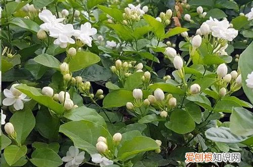 茉莉花花苞没开就枯萎了怎么办 什么原因