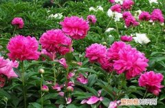 怎么养芍药花开 如何养护才能够让芍药花多开花且更加美丽呢？