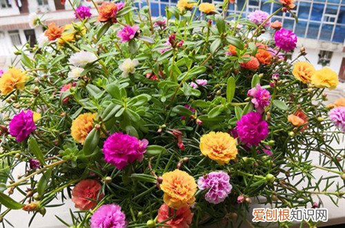 怎么样太阳花才能开出更多的花? 怎么让太阳花多开花？注意这几点养护方法，就能多开花！