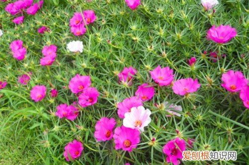 怎么样太阳花才能开出更多的花? 怎么让太阳花多开花？注意这几点养护方法，就能多开花！