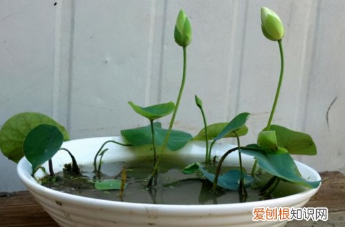 碗莲怎样养护 碗莲如何养护？注意这几点养护方法，养好碗莲不再困难！