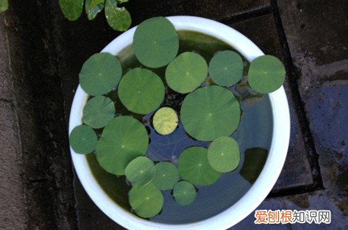 碗莲怎样养护 碗莲如何养护？注意这几点养护方法，养好碗莲不再困难！
