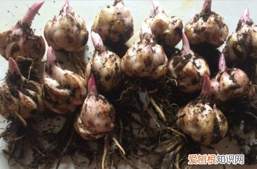 百合花开败了种球怎样保存 百合花开花后种球别扔了，只要保存好，还是可以开花的。