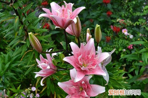 百合花开败了种球怎样保存 百合花开花后种球别扔了，只要保存好，还是可以开花的。