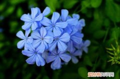 蓝雪花长叶子不开花 蓝雪花的花期是什么时候？不开花怎么办？