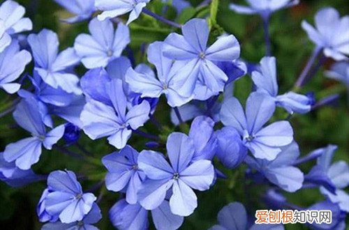蓝雪花长叶子不开花 蓝雪花的花期是什么时候？不开花怎么办？