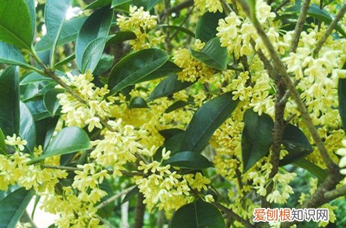 桂花新叶发蔫是怎么了 桂花树叶子总是蔫蔫的，不知道怎么了？
