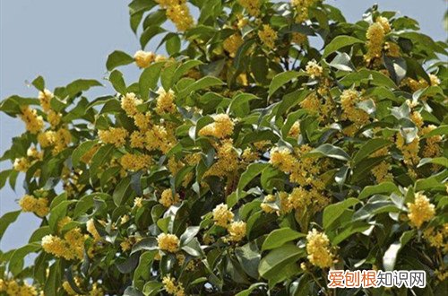 桂花新叶发蔫是怎么了 桂花树叶子总是蔫蔫的，不知道怎么了？