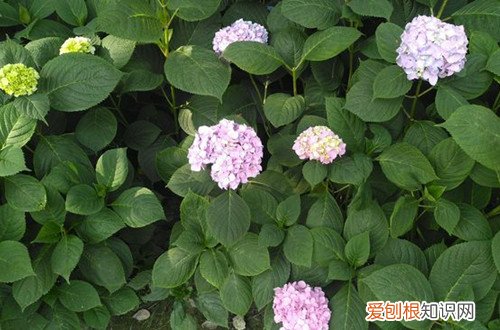绣球花的种子怎么播种 绣球花种子怎么种？别急，看好时间再播种，不然种子发不了芽！