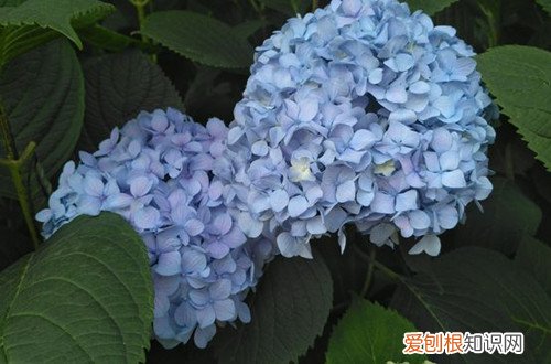 绣球花的种子怎么播种 绣球花种子怎么种？别急，看好时间再播种，不然种子发不了芽！