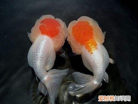 观赏鱼喂什么发色好 ，观赏鱼发色的秘密我只告诉你!？