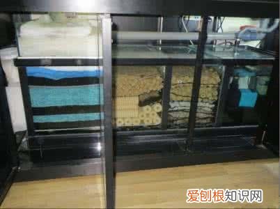 观赏鱼喂什么发色好 ，观赏鱼发色的秘密我只告诉你!？