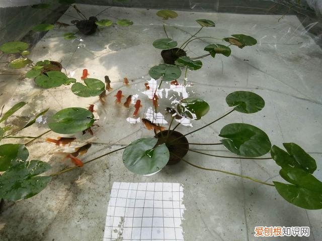 观赏鱼喂什么发色好 ，观赏鱼发色的秘密我只告诉你!？