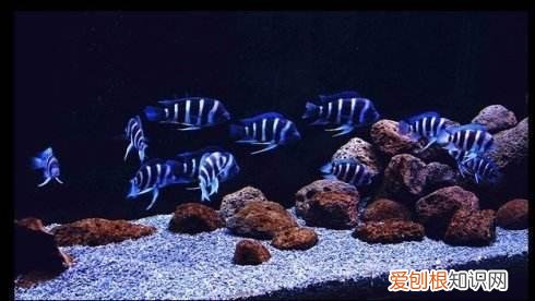 观赏鱼喂什么发色好 ，观赏鱼发色的秘密我只告诉你!？