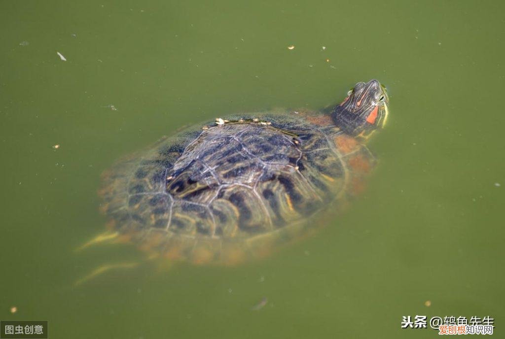乌龟水霉病如何治疗好 ，乌龟水霉病如何治疗方法？