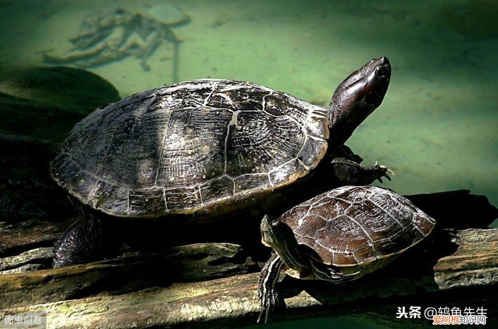 乌龟水霉病如何治疗好 ，乌龟水霉病如何治疗方法？