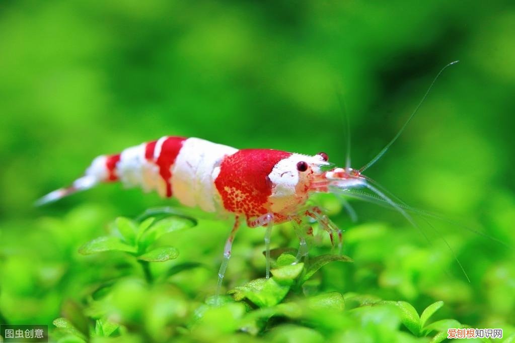 小鱼缸养什么宠物?这5种适合在迷你水族箱饲养的 ，小鱼缸养什么宠物?这5种适合在迷你水族箱饲养的鱼？