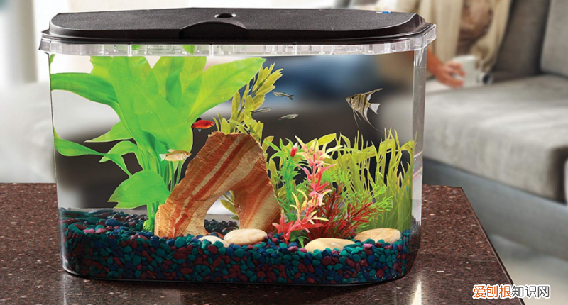 小鱼缸养什么宠物?这5种适合在迷你水族箱饲养的 ，小鱼缸养什么宠物?这5种适合在迷你水族箱饲养的鱼？