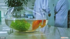 小鱼缸养什么宠物?这5种适合在迷你水族箱饲养的 ，小鱼缸养什么宠物?这5种适合在迷你水族箱