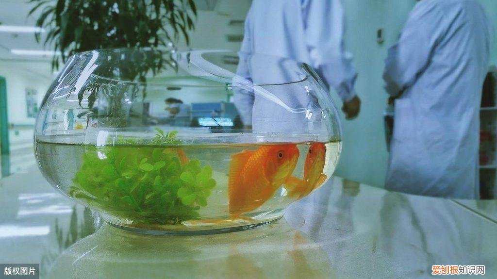 小鱼缸养什么宠物?这5种适合在迷你水族箱饲养的 ，小鱼缸养什么宠物?这5种适合在迷你水族箱饲养的鱼？