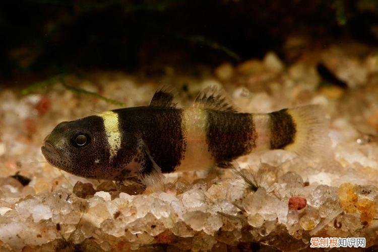 小鱼缸养什么宠物?这5种适合在迷你水族箱饲养的 ，小鱼缸养什么宠物?这5种适合在迷你水族箱饲养的鱼？