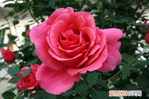 北方地区庭院种什么花卉好 适合北方庭院种植的花卉有哪些？看看这几种推荐！
