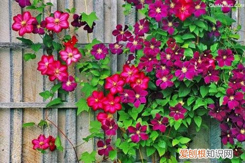 北方地区庭院种什么花卉好 适合北方庭院种植的花卉有哪些？看看这几种推荐！