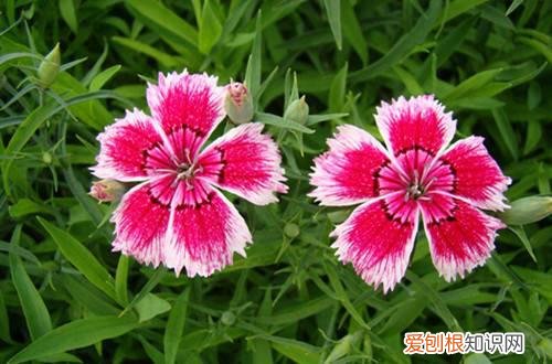 北方地区庭院种什么花卉好 适合北方庭院种植的花卉有哪些？看看这几种推荐！
