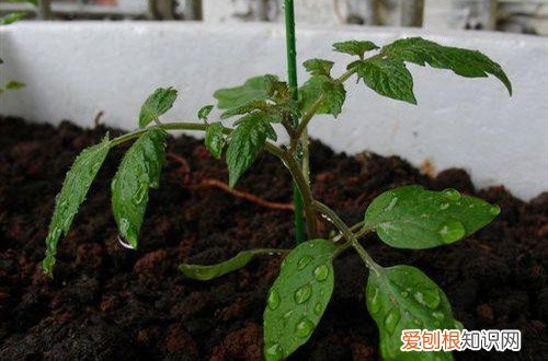 小番茄叶片发黄 小番茄叶子发黄怎么办？是什么原因？