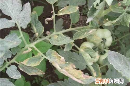 小番茄叶片发黄 小番茄叶子发黄怎么办？是什么原因？