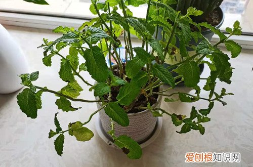 薄荷叶黄了怎么根治 薄荷黄叶子怎么办?还能救吗?
