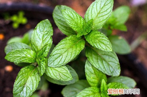 薄荷叶黄了怎么根治 薄荷黄叶子怎么办?还能救吗?