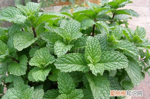 薄荷叶黄了怎么根治 薄荷黄叶子怎么办?还能救吗?