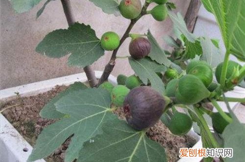 无花果叶枯萎 无花果叶子干枯怎么办？什么原因？怎么救？