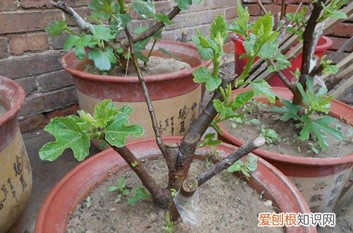 无花果叶枯萎 无花果叶子干枯怎么办？什么原因？怎么救？
