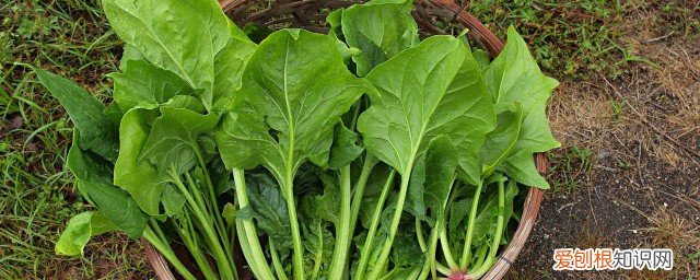 菠菜不能和什么一起吃? 菠菜不能和什么