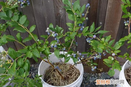 盆栽蓝莓怎样配土 蓝莓盆栽要用什么土好？把握住关健点，配土不再难！
