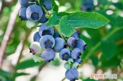 盆栽蓝莓怎样配土 蓝莓盆栽要用什么土好？把握住关健点，配土不再难！