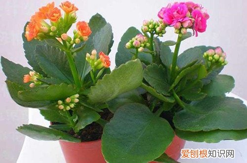 长寿花开花过后需要修剪吗 长寿花一年开几次花？修剪后还能再开花吗？要怎么促进开花呢？