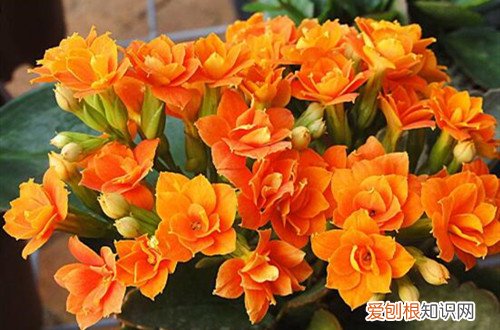 长寿花开花过后需要修剪吗 长寿花一年开几次花？修剪后还能再开花吗？要怎么促进开花呢？
