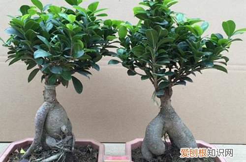 榕树烂根干瘪怎么处理 榕树烂根是什么原因引起的？还能救吗？