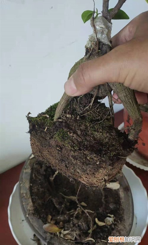 榕树烂根干瘪怎么处理 榕树烂根是什么原因引起的？还能救吗？
