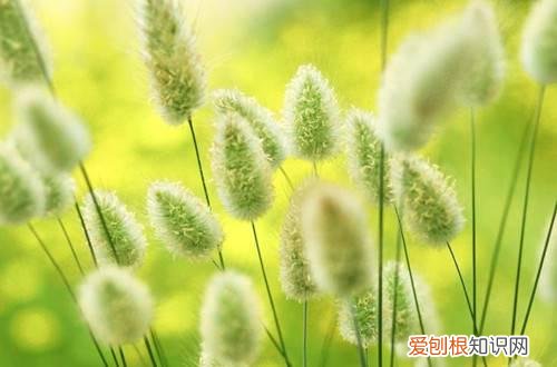 样子超级可爱的兔尾草怎么养护呢 样子超级可爱的兔尾草怎么养护？