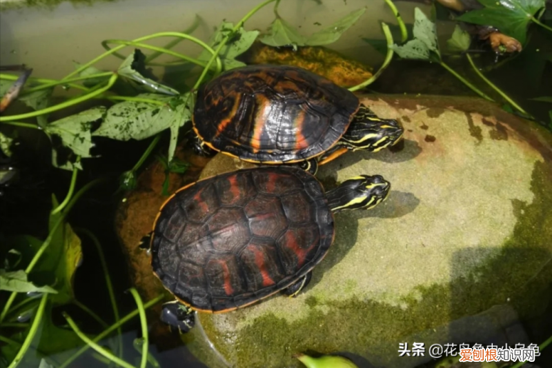 常见的乌龟的种类 ，乌龟的常见种类？