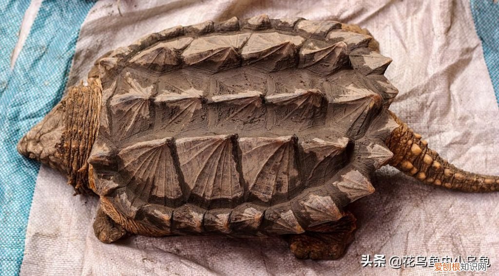 常见的乌龟的种类 ，乌龟的常见种类？