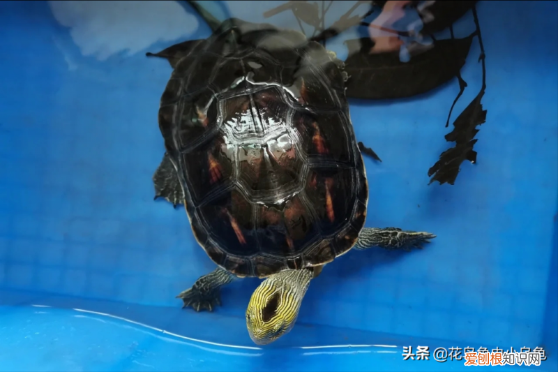常见的乌龟的种类 ，乌龟的常见种类？