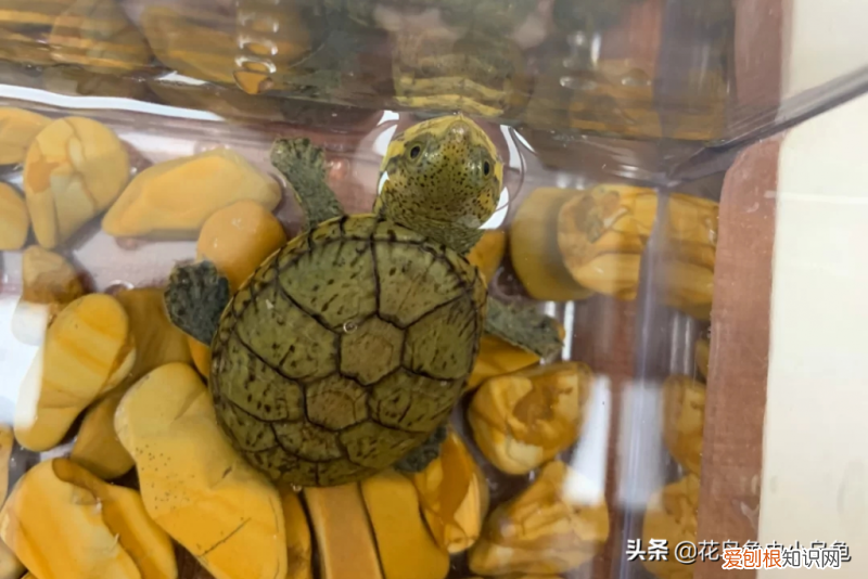 常见的乌龟的种类 ，乌龟的常见种类？