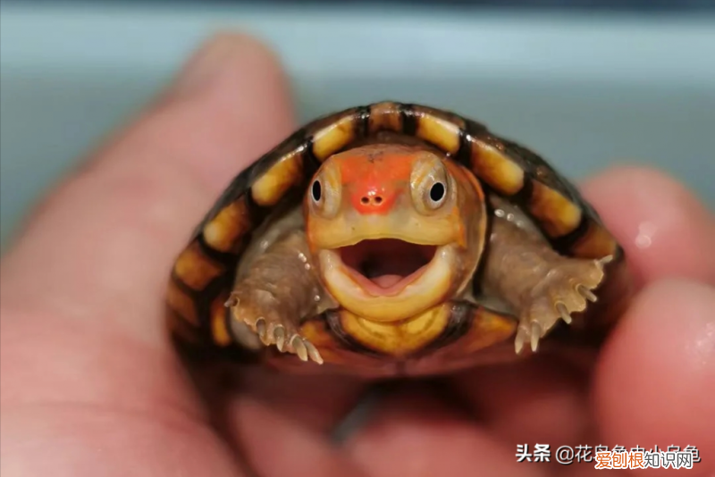 常见的乌龟的种类 ，乌龟的常见种类？