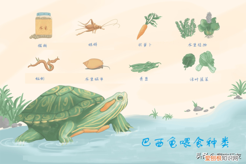 巴西龟最爱吃什么龟粮 ，巴西龟最爱吃什么植物？